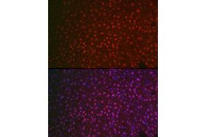 Immunofluorescence analysis of mouse liver cells using NR5 Rabbit pAb (ABIN6127421, ABIN6144833, ABIN6144835 and ABIN6221444) at dilution of 1:100 (40x lens).
