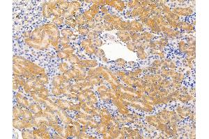 ABIN7094699 and ABIN7098750 at 1/100 staining Mouse kidney tissue by IHC-P. (STK26/MST4 Antikörper  (Internal Region))