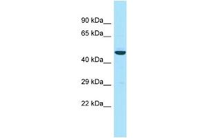 Host: Rabbit Target Name: APOL3 Sample Type: RPMI-8226 Whole Cell lysates Antibody Dilution: 1.