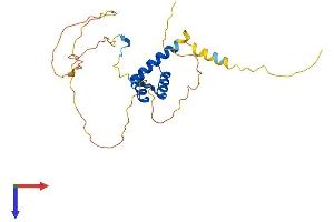 HOXB8 Protein (AA 1-243) (His tag)