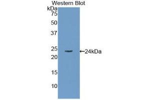 Western Blotting (WB) image for anti-Retinol Binding Protein 4, Plasma (RBP4) (AA 18-201) antibody (ABIN1078482) (RBP4 Antikörper  (AA 18-201))