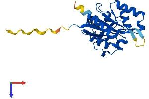 PPCDC Protein (AA 1-204) (His tag)