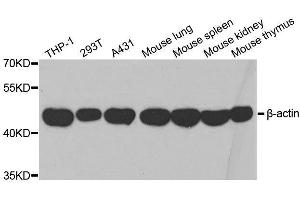 Western blot analysis of extracts of various cell lines, using β-actin antibody. (beta Actin Antikörper  (AA 1-375))
