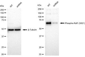 Western blotting analysis using Phospho-Raf1 (S621) antibody (ABIN7800799).