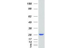Western Blotting (WB) image for RAB11A, Member RAS Oncogene Family (RAB11A) protein (Myc-DYKDDDDK Tag) (ABIN2730264)