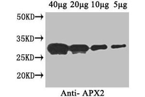 Western Blot Positive WB detected in: Arabidopsis thaliana (40 μg, 20 μg, 10 μg, 5 μg) All lanes: APX2 antibody at 1 μg/mL Secondary Goat polyclonal to rabbit IgG at 1/50000 dilution Predicted band size: 29 kDa Observed band size: 29 kDa (L-Ascorbate Peroxidase 2 (APX2) (AA 4-250) Antikörper)