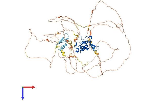 FOXM1 Protein (AA 1-763) (His tag)