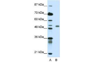 Western Blotting (WB) image for anti-Deformed Epidermal Autoregulatory Factor 1 (Drosophila) (DEAF1) (C-Term) antibody (ABIN2781133)