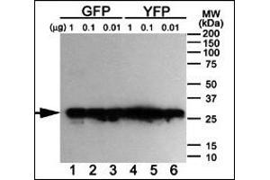 Western blot analysis of anti-GFP Mab ABIN387749 using purified GFP, YFP and BFP proteins expressed in bacteria: Both GFP (Lanes 1-3) and YFP (Lanes 4-6) but not BFP (data not shown) were detected using the purified Mab. (GFP Tag Antikörper)