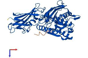 ACOT4 Protein (AA 1-421) (His tag)