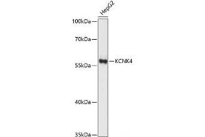 Western blot analysis of extracts of HepG2 cells using KCNK4 Polyclonal Antibody at dilution of 1:1000.