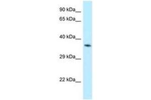 Image no. 1 for anti-Aminolevulinate Dehydratase (ALAD) (N-Term) antibody (ABIN6747869) (ALAD Antikörper  (N-Term))
