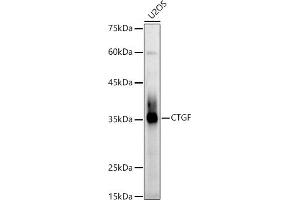 Western blot analysis of extracts of U2OS cells, using CTGF Rabbit pAb antibody (ABIN6127717, ABIN6139188, ABIN6139191 and ABIN6215222) at 1:1000 dilution. (CTGF Antikörper  (AA 27-349))