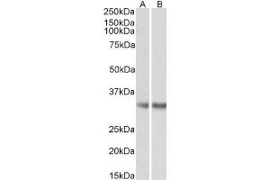 ABIN5872058 (0. (MGLL Antikörper)