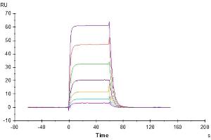Surface Plasmon Resonance (SPR) image for Natural Killer Cell Cytotoxicity Receptor 3 Ligand 1 (NCR3LG1) (AA 25-259) protein (His tag) (ABIN7273950)