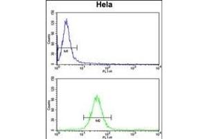 MOSC2 Antibody (C-term) (ABIN652632 and ABIN2842422) flow cytometry analysis of Hela cells (bottom histogram) compared to a negative control cell (top histogram). (MARC2 Antikörper  (C-Term))