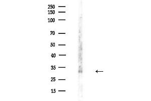 Western blot analysis of lysates from  cells(LPS,4h treatment), using EIF3J Antibody at 1/1000 dilution. (EIF3S1 Antikörper  (Internal Region))