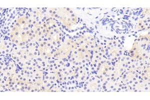 Detection of DEFb1 in Porcine Kidney Tissue using Polyclonal Antibody to Defensin Beta 1 (DEFb1) (beta Defensin 1 Antikörper  (AA 24-64))