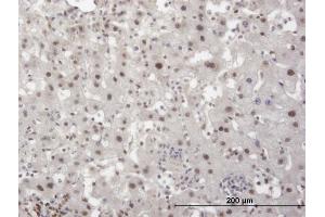 Immunoperoxidase of monoclonal antibody to TRIM28 on formalin-fixed paraffin-embedded human liver. (KAP1 Antikörper  (AA 379-524))
