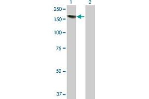 Western Blot analysis of EDC4 expression in transfected 293T cell line by EDC4 MaxPab polyclonal antibody. (EDC4 Antikörper  (AA 1-1401))
