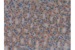 Used in DAB staining on fromalin fixed paraffin- embedded kidney tissue (HMGB1 Antikörper  (AA 1-215))