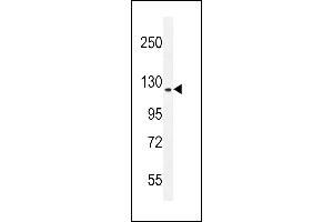 RUTBC1 Antibody (C-term) (ABIN655520 and ABIN2845034) western blot analysis in mouse NIH-3T3 cell line lysates (35 μg/lane). (SGSM2 Antikörper  (C-Term))
