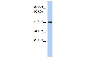 GLRX3 antibody used at 1 ug/ml to detect target protein. (GLRX3 Antikörper  (N-Term))