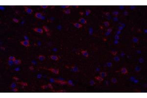 Immunofluorescence analysis of paraffin-embedded Rat brain using COX4I1 Polyclonal Antibody at dilution of 1:300. (COX IV Antikörper)