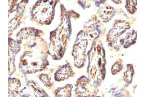 Immunohistochemistry (IHC) image for anti-Podocalyxin-Like (PODXL) (Extracellular Domain) antibody (ABIN3025406)