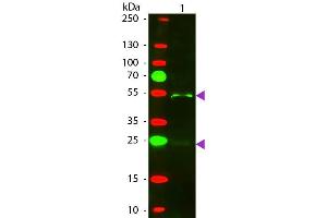 Western Blot of Texas Donkey Anti-Goat IgG Pre-Adsorbed secondary antibody. (Esel anti-Ziege IgG (Heavy & Light Chain) Antikörper (Texas Red (TR)) - Preadsorbed)