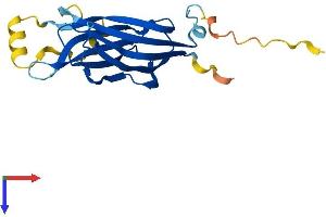 Protein Structure (PS) image for B9 Protein Domain 1 (B9D1) (AA 1-204) protein (His tag) (ABIN7556225)