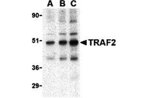 Western Blotting (WB) image for anti-TNF Receptor-Associated Factor 2 (TRAF2) (C-Term) antibody (ABIN1030764) (TRAF2 Antikörper  (C-Term))