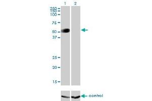 Western blot analysis of GATA2 over-expressed 293 cell line, cotransfected with GATA2 Validated Chimera RNAi (Lane 2) or non-transfected control (Lane 1).