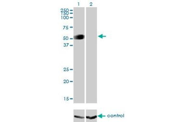 GATA2 anticorps  (AA 1-102)