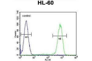 CASP12 Antibody (Center) flow cytometric analysis of HL-60 cells (right histogram) compared to a negative control cell (left histogram).