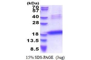 LECT1 Protein (AA 214-334) (His tag)