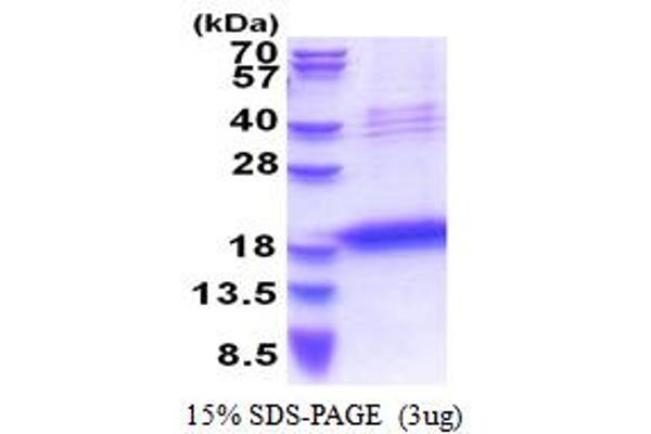 LECT1 Protein (AA 214-334) (His tag)