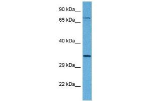 Tetraspanin 5 Antikörper  (Middle Region)