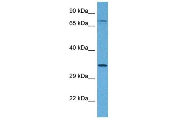 Tetraspanin 5 Antikörper  (Middle Region)