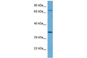Tetraspanin 5 antibody  (Middle Region)