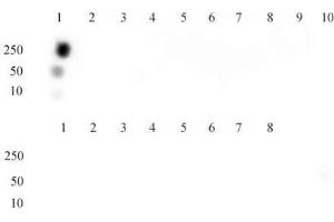 Histone H3 acetyl Lys9 mAb tested by dot blot analysis.