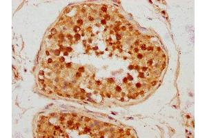IHC image of ABIN7172695 diluted at 1:300 and staining in paraffin-embedded human testis tissue performed on a Leica BondTM system. (TAF7L Antikörper  (AA 1-98))