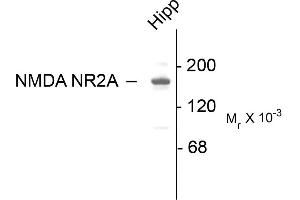 Western blots of 10 ug of rat hippocampal (Hipp) lysate showing specific immunolabeling of the ~180k NR2A subunit of the NMDA receptor. (NMDAR2A Antikörper  (C-Term))