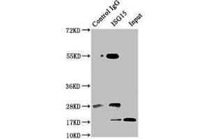 Immunoprecipitating ISG15 in Hela whole cell lysate Lane 1: Rabbit control IgG instead of ABIN7174558 in Hela whole cell lysate. (ISG15 Antikörper  (AA 2-157))