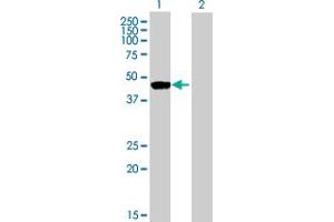 Western Blot analysis of RNH1 expression in transfected 293T cell line by RNH1 MaxPab polyclonal antibody.