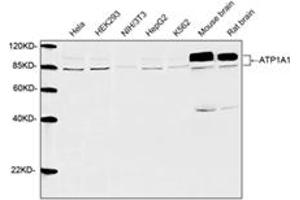 Western blot analysis of cell and tissue lysates using 1 µg/mL Rabbit Anti-ATP1A1 Polyclonal Antibody (ABIN398982) The signal was developed with IRDyeTM 800 Conjugated Goat Anti-Rabbit IgG.