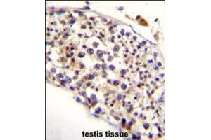 HAUS3 Antibody immunohistochemistry analysis in formalin fixed and paraffin embedded human testis tissue followed by peroxidase conjugation of the secondary antibody and DAB staining. (HAUS3 Antikörper  (AA 372-400))