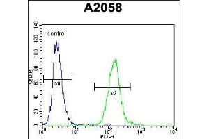 anti-DDB1 and CUL4 Associated Factor 4-Like 2 (DCAF4L2) (AA 1-30), (N-Term) antibody