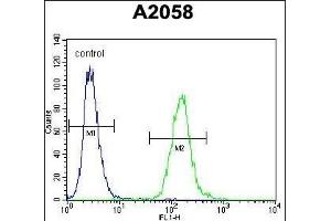 WDR21C Antibody (N-term) (ABIN654576 and ABIN2844279) flow cytometric analysis of  cells (right histogram) compared to a negative control cell (left histogram). (DCAF4L2 Antikörper  (N-Term))