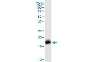 IFITM3 MaxPab rabbit polyclonal antibody. (IFITM3 Antikörper  (AA 1-133))